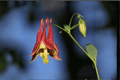 Western Columbine Aquilegia formosa – 1 Gallon Live Plant