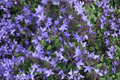 Serbian Bellflower Campanula poscharskyana Live Plant in 4-Inch Pot