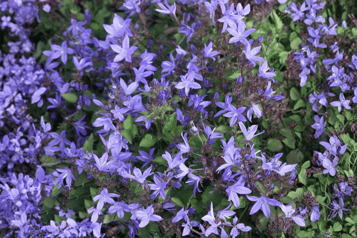 Serbian Bellflower Campanula poscharskyana Live Plant in 4-Inch Pot
