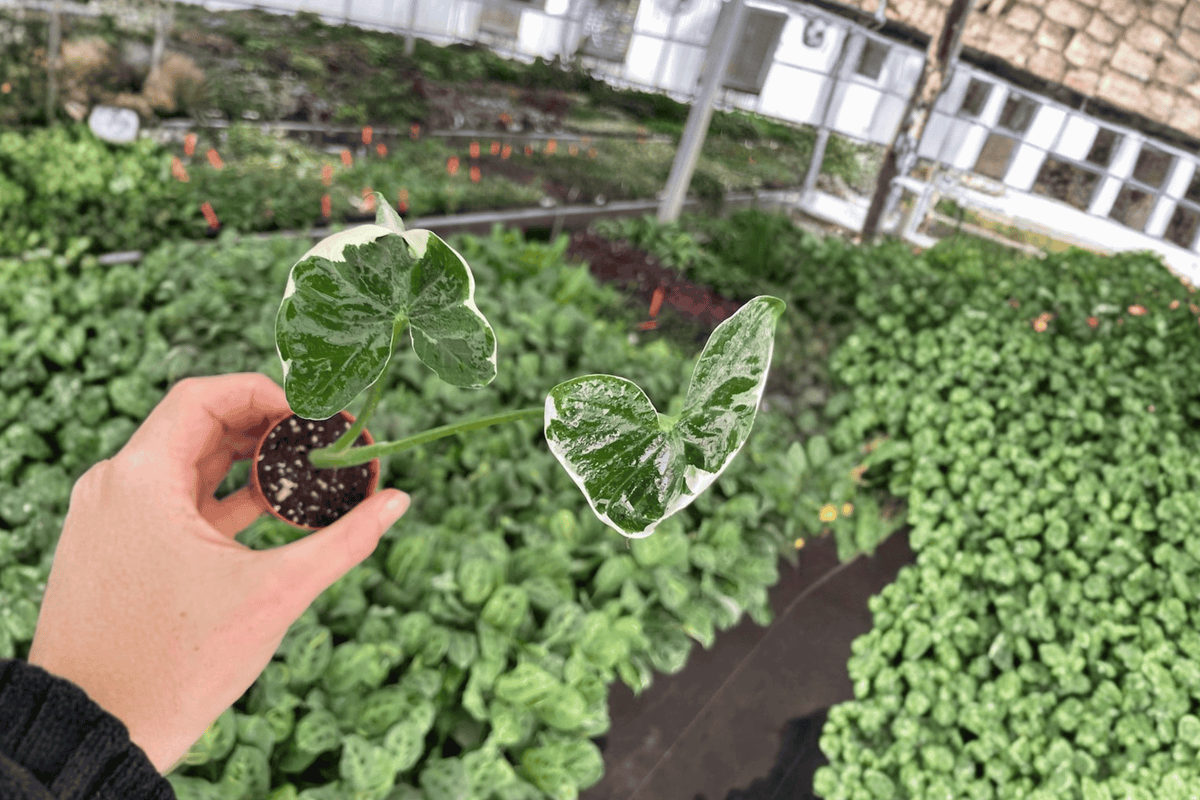 Alocasia Mickey Mouse Variegated Starter Plants (2) in 2-Inch Pots | Xanthosoma sagittifolium 'Variegatum'