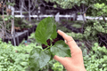 Jennie Lynn Hibiscus Starter Plants (2) – Hibiscus 'Jennie Lynn' in 2" Pots