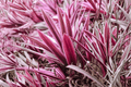 Electric Pink Torbay Palm Cordyline banksii 'Electric Pink' - 1 Gallon Live Plant