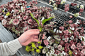 Anthurium Water Dragon Starter Plants - 2 Live Bare-Root Propagation, Cultivation Tray
