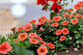 Calibrachoa MiniFamous Neo Deep Orange Million Bells - 4-Inch Pot, 1 Live Plant