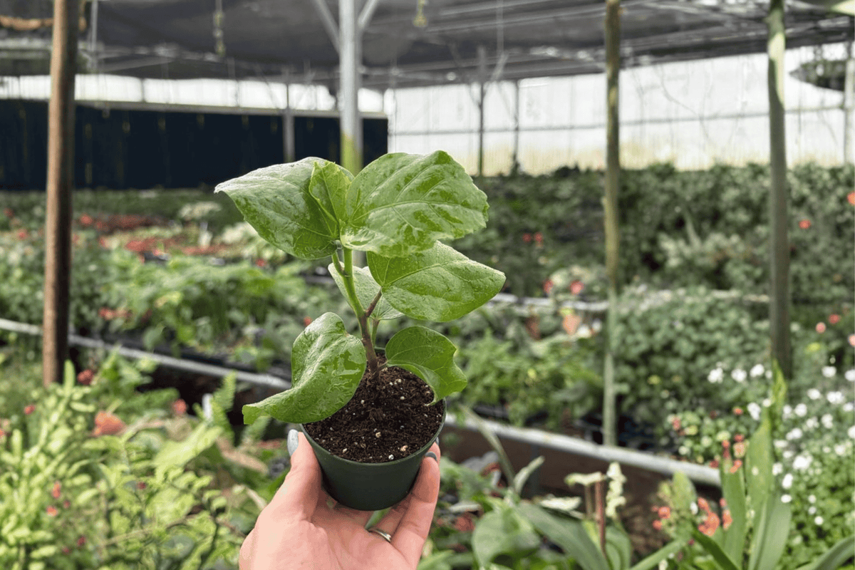 Red Planet Hibiscus 2 Live Starter Plants - 2-Inch Pot - Hibiscus 'Red Planet' (Bare Root)