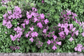 Pink Chintz Creeping Thyme - 1 Live Plant in 4-Inch Pot (Thymus serpyllum 'Pink Chintz')