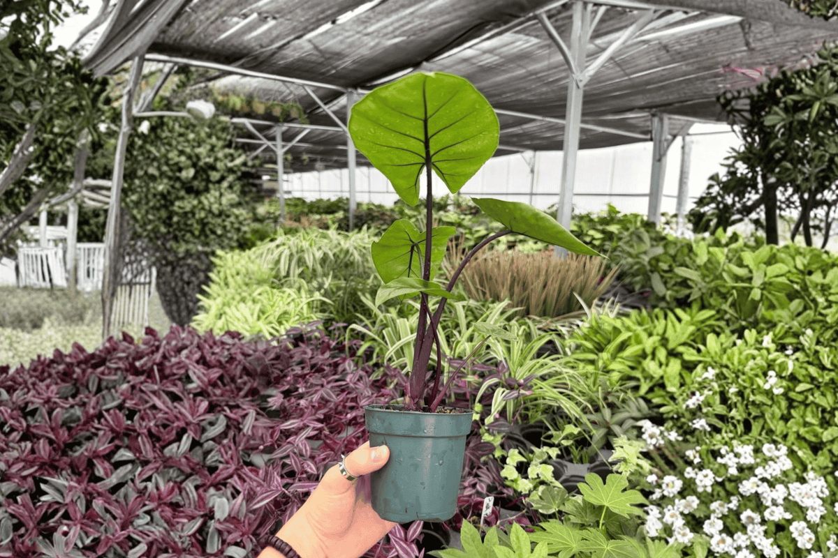 Alocasia Dark Star Live Plant Pair | 4-Inch Pots