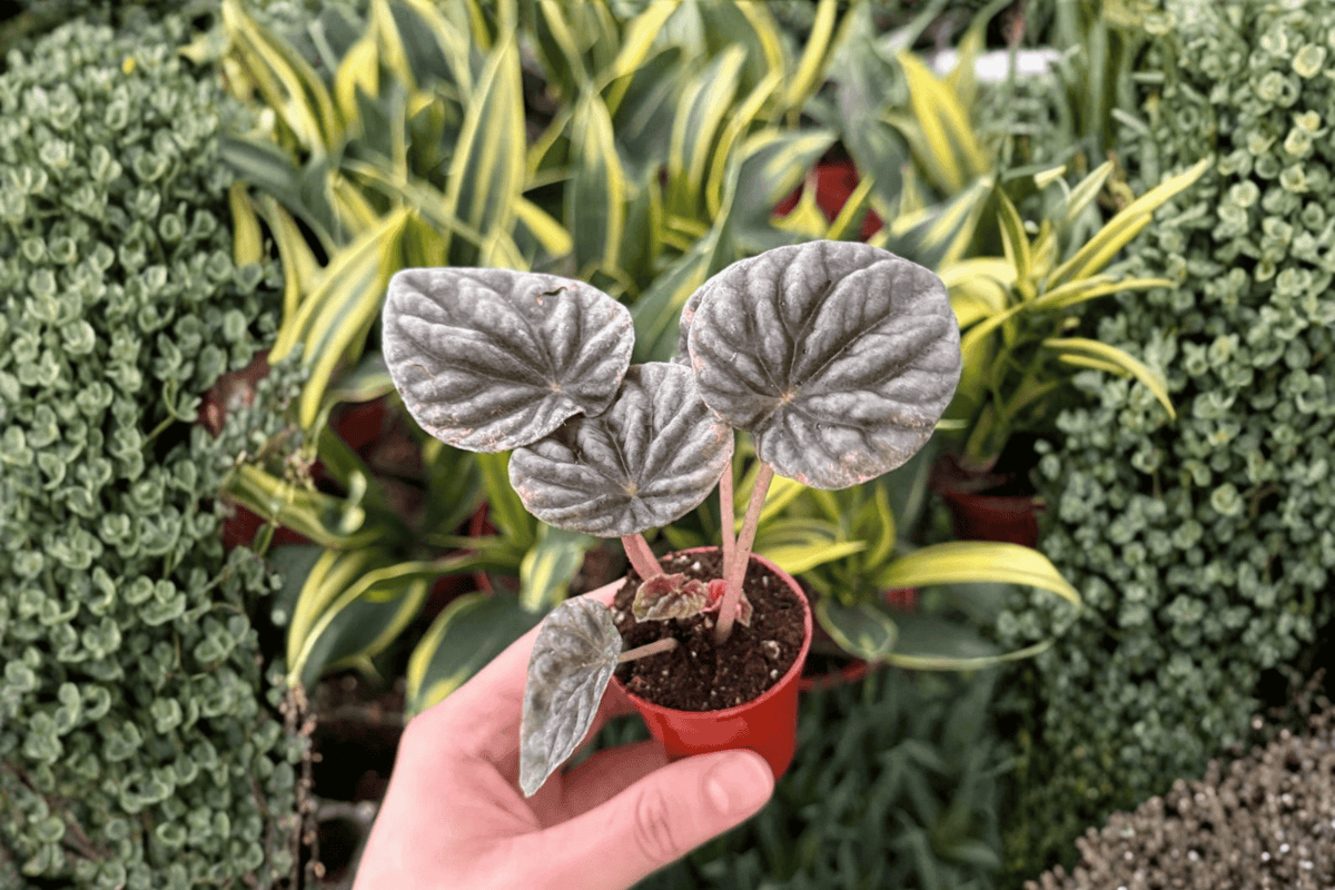 Pink Peperomia Abricos — 2 Live Starter Plants (2-Inch), Bare Root