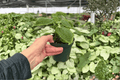 Pilea involucrata 'Moon Valley' Moon Valley - 2 Live Plants in 4-Inch Pots