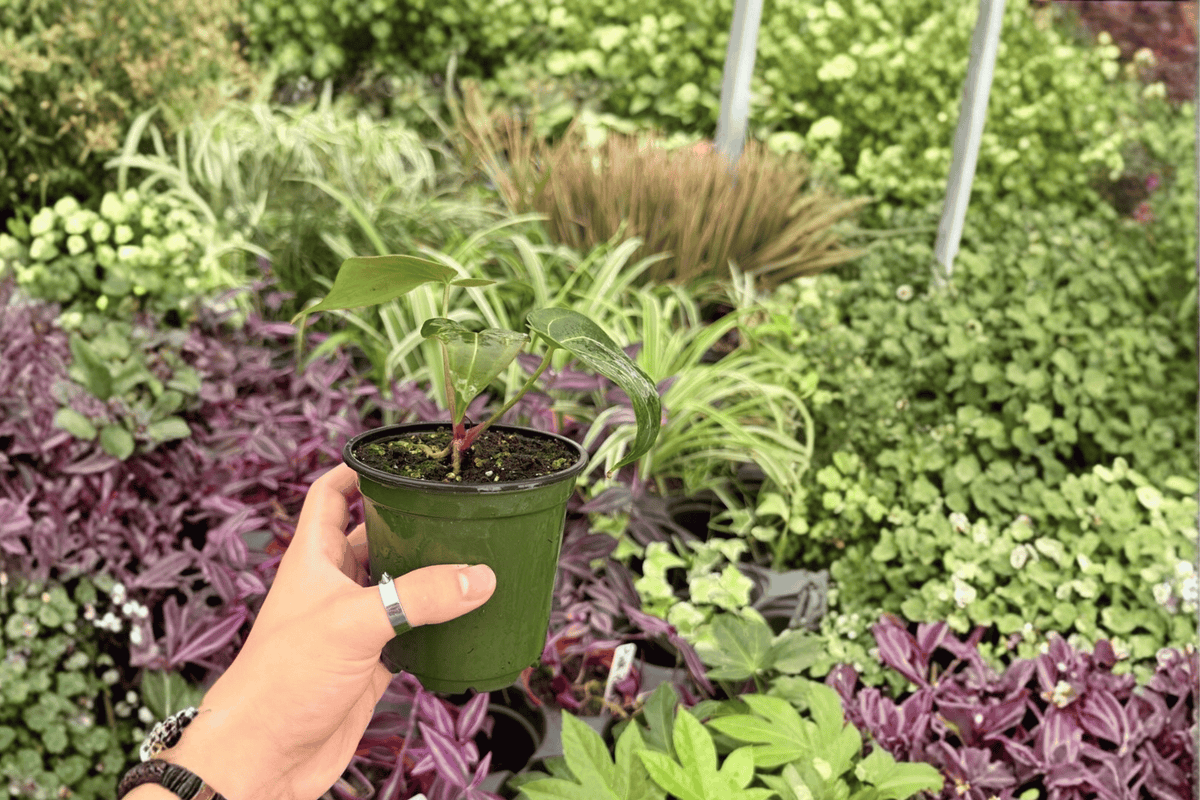 Anthurium Blue Papi x Red Stem - 2 Exact Live 4-Inch Pot Plants