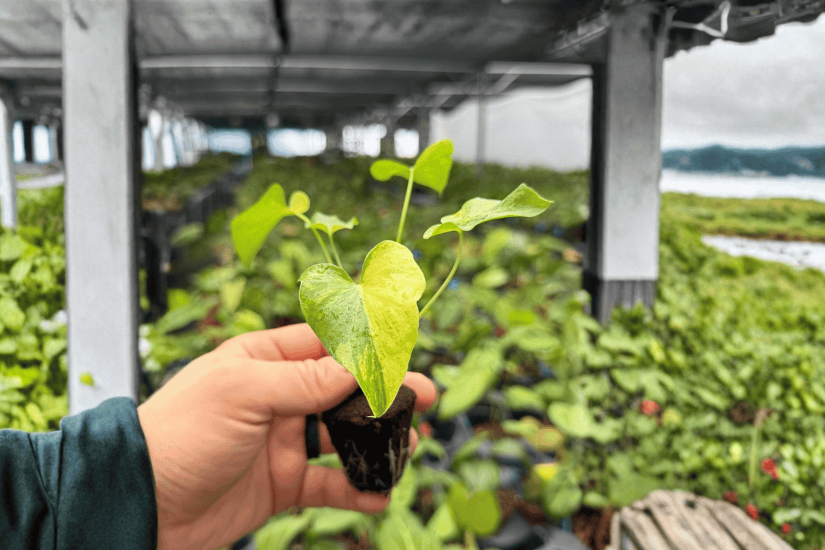 Philodendron Hope Aurea Variegated Starter Plants – 2 Bare-Root Starter Plants