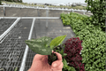 Asarum splendens 'Quicksilver' Starter Plants (2) | Chinese Wild Ginger, 2-Inch Pots