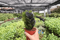 ZZ Black Queen Plant Pair - 2 Exact 4-Inch Pots | Zamioculcas zamiifolia 'Black Queen'