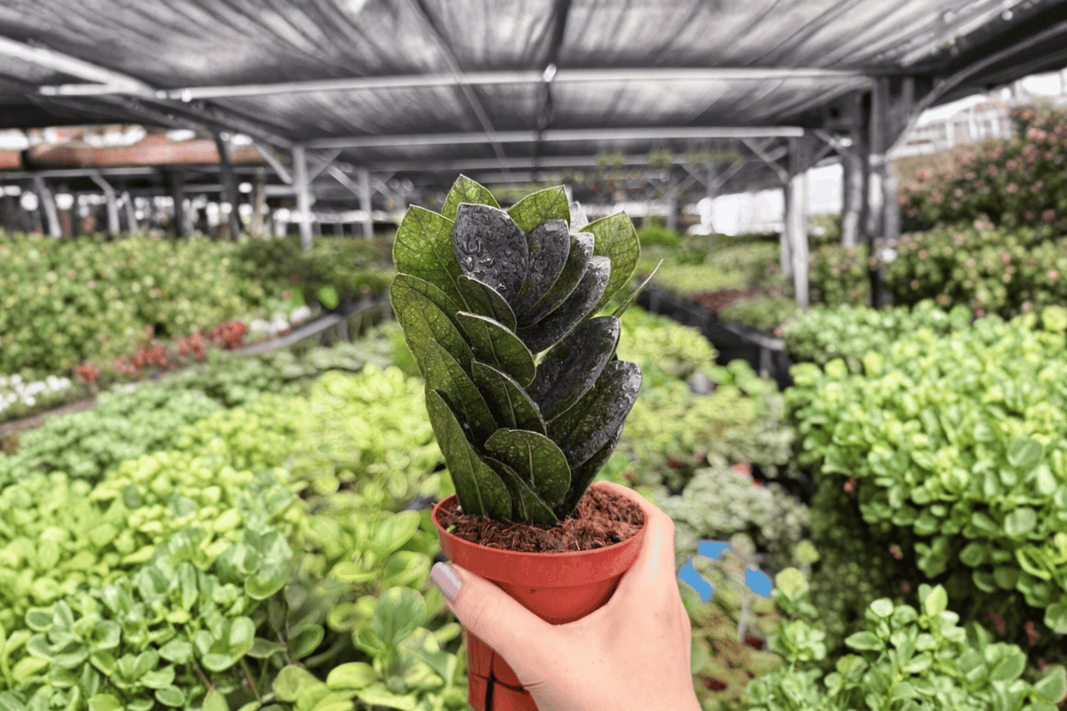 ZZ Black Queen Plant Pair - 2 Exact 4-Inch Pots | Zamioculcas zamiifolia 'Black Queen'