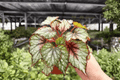 Begonia Harmony's Crimson Oak - 2 Live 4-Inch Pot Plants