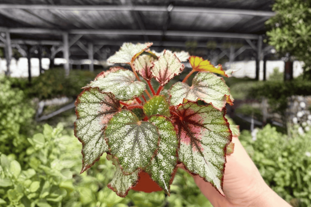Begonia Harmony's Crimson Oak - 2 Live 4-Inch Pot Plants