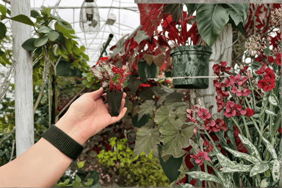 Harmony’s Ghost Whisperer Begonia – 2 Live Starter Plants (Ornamental Foliage)