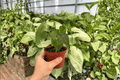 Anthurium Red Stem x Norte - 2 Live Plants in 4-Inch Pots