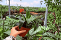 Dracaena fragrans 'Tornado' - 2 LIVE Plants, Exact Specimens, 4" Pot (Shipping Confirmations Required)
