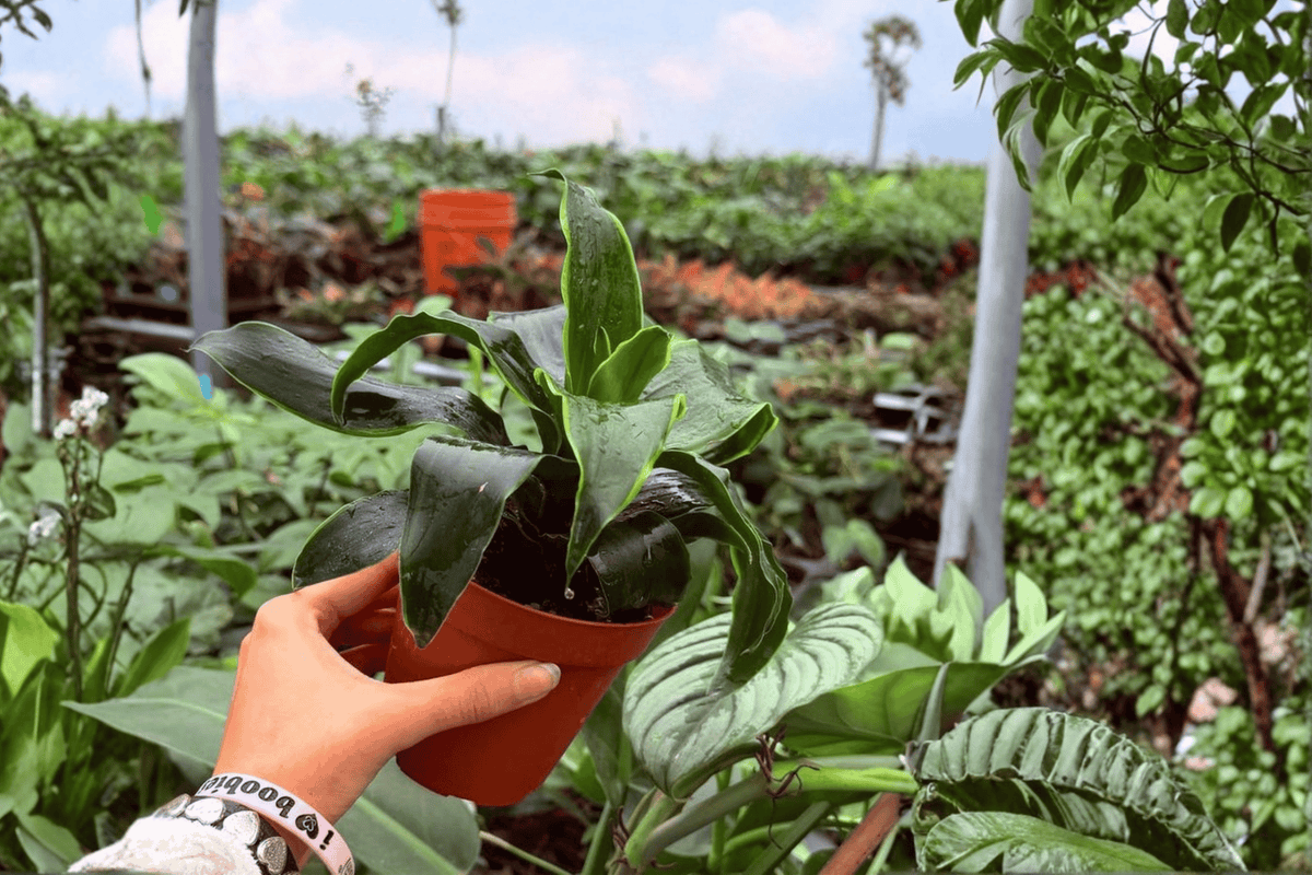 Dracaena fragrans 'Tornado' - 2 LIVE Plants, Exact Specimens, 4" Pot (Shipping Confirmations Required)