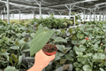 Anthurium Portillae x Papi - 2 Exact Live Plants in 4-Inch Pots