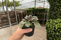 Peperomia San Marino - 2 Live Plants in 4-Inch Pots