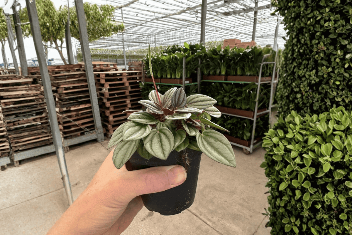 Peperomia San Marino - 2 Live Plants in 4-Inch Pots