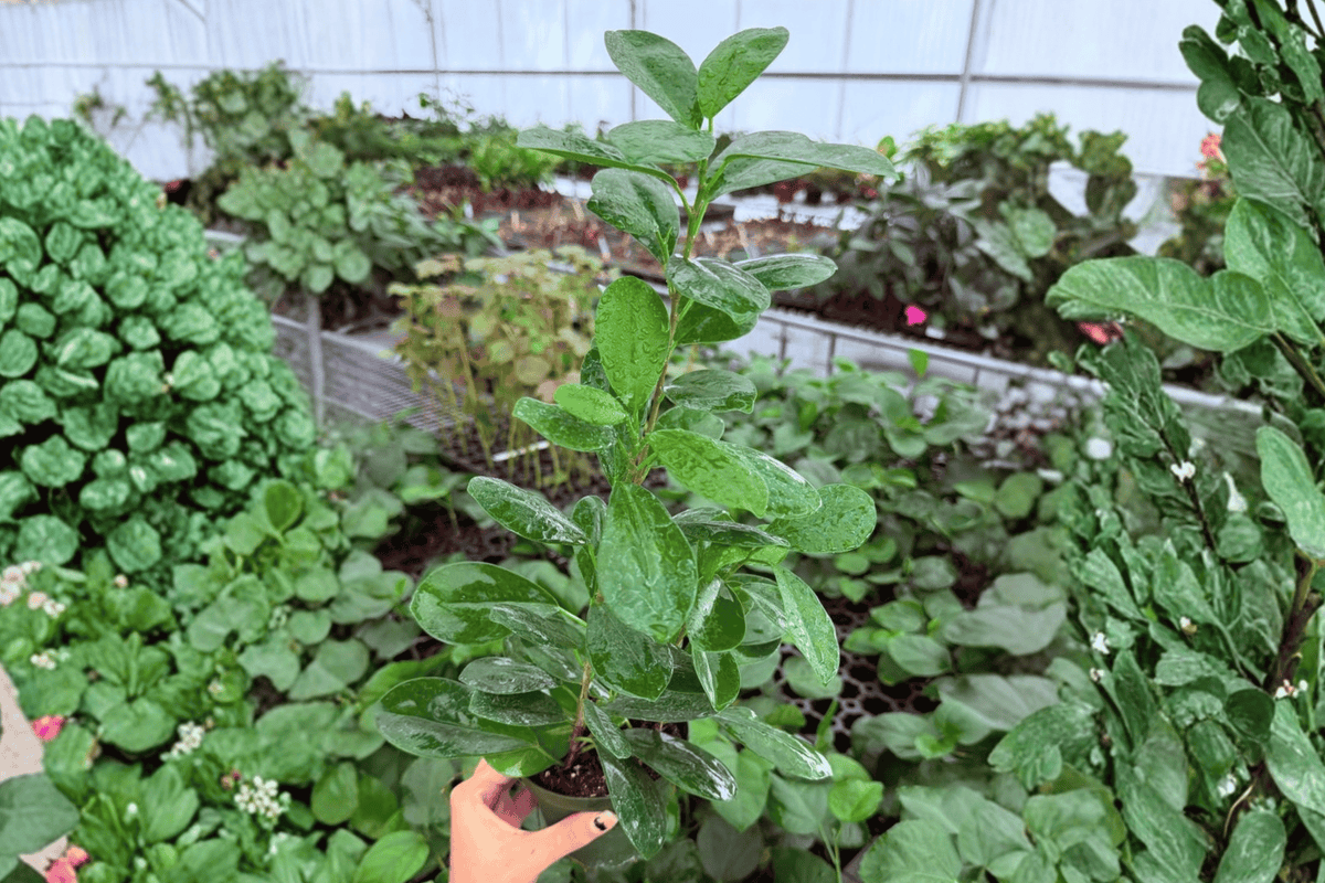 Ficus Moclame (Ficus microcarpa) - 2 Live Plants, 4-Inch Pots