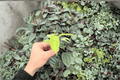 Philodendron Snowdrift Starter Plants (2 Exact Plugs) | Grower-Grade
