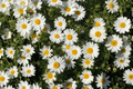 Grandaisy Improved White Marguerite Daisy - 4-Inch Live Plant (Argyranthemum Grandaisy Improved White)