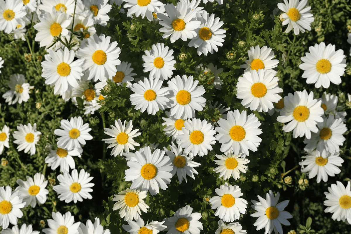 Grandaisy Improved White Marguerite Daisy - 4-Inch Live Plant (Argyranthemum Grandaisy Improved White)