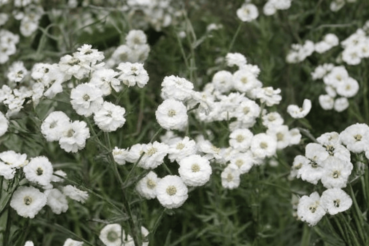 Peter Cottontail Yarrow (Achillea ptarmica 'Peter Cottontail') - 4-Inch Pot