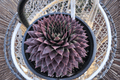Sempervivum Ruby Hens and Chicks - 1 Live Plant in 4-Inch Pot (SuperSemps Ruby)