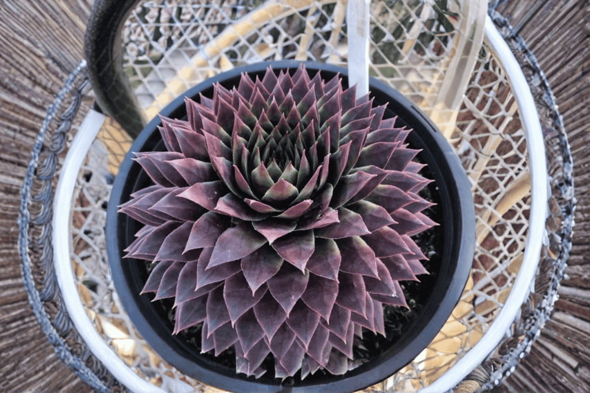 Sempervivum Ruby Hens and Chicks - 1 Live Plant in 4-Inch Pot (SuperSemps Ruby)