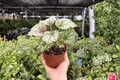 Begonia Harmony’s Peace - 2 Exact Live 4-Inch Pots