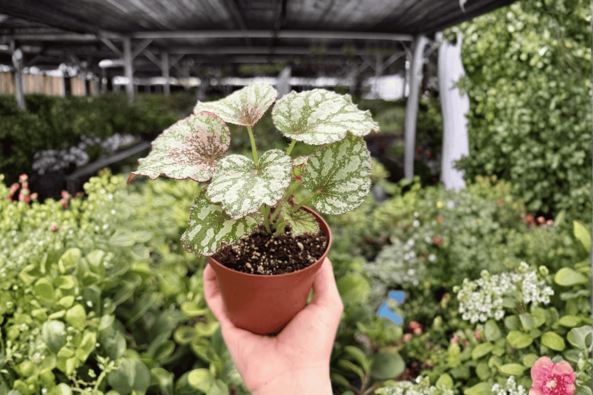 Begonia Harmony’s Peace - 2 Exact Live 4-Inch Pots