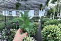 Variegated Peace Lily Domino Starter Plants (2) – Bare Root Spathiphyllum Domino