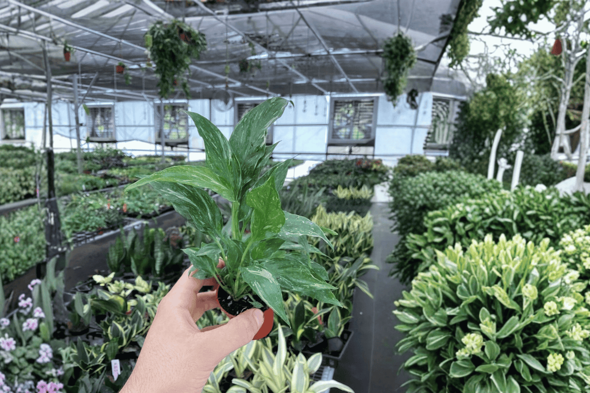 Variegated Peace Lily Domino Starter Plants (2) – Bare Root Spathiphyllum Domino