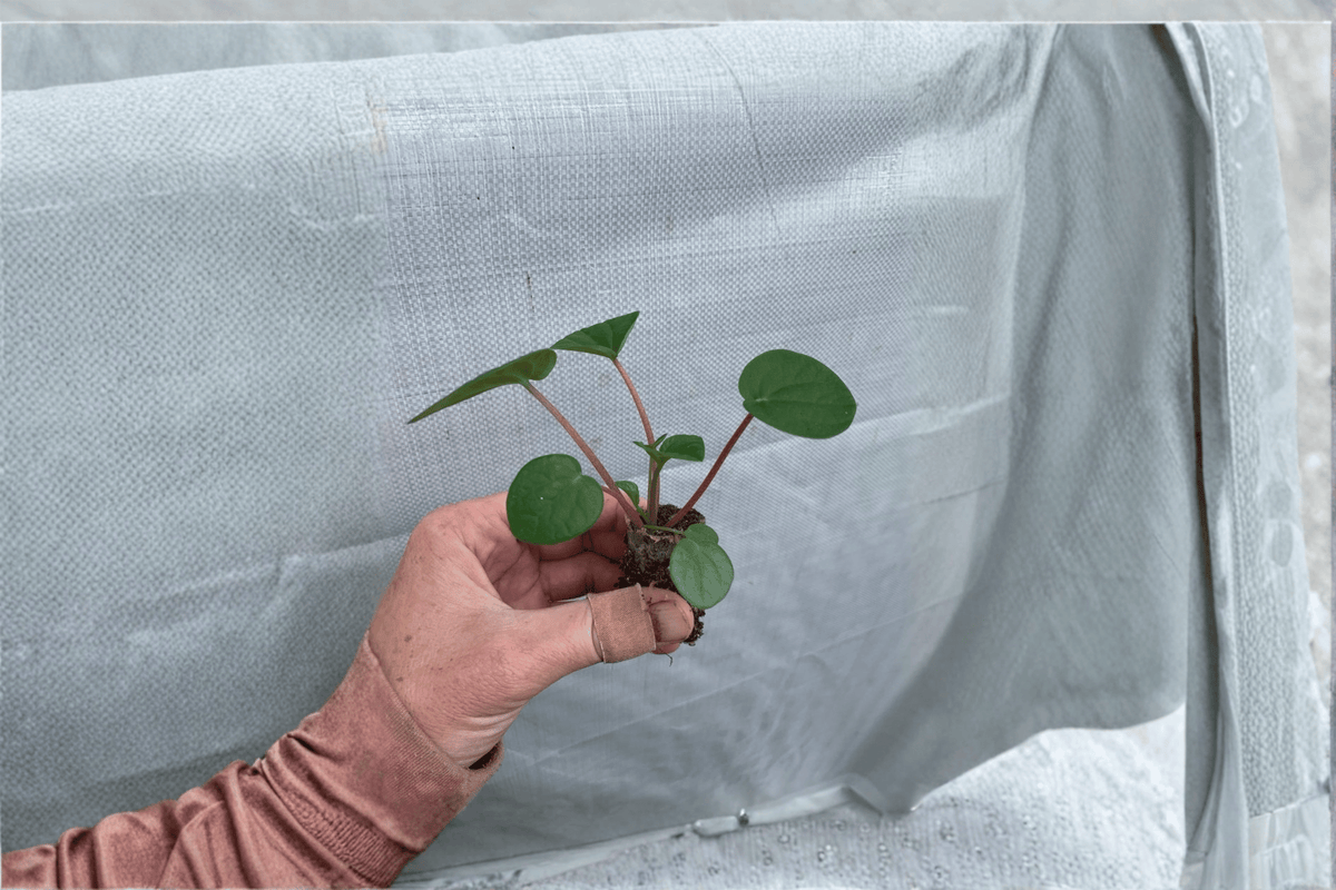Peperomia Rana Verde 2 Starter Live Plants | Peperomia albovittata 'Rana Verde' (Bare Root)