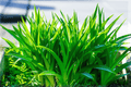 Licorice Sweet Flag Acorus gramineus 'Licorice' - 4-Inch Live Plant