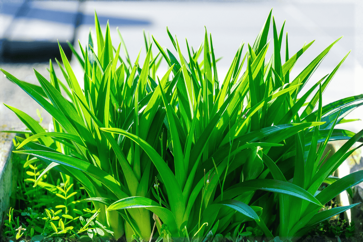 Licorice Sweet Flag Acorus gramineus 'Licorice' - 4-Inch Live Plant