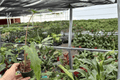 Alocasia Boa Starter Plants (2-Pack) — 2-Inch Pots, Bare Root