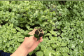 Alocasia Loco 2 Live Starter Plants | Exact Plants Pictured
