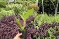 Philodendron Pluto 'Choco Empress' — 2 Bare-Root 4-Inch Live Plants
