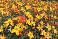 Bidy Boom Wildfire Beggarticks (Bidens) - 4-Inch Pot Live Plant