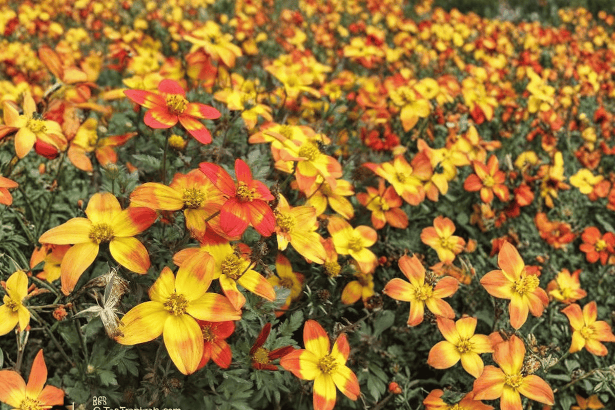 Bidy Boom Wildfire Beggarticks (Bidens) - 4-Inch Pot Live Plant