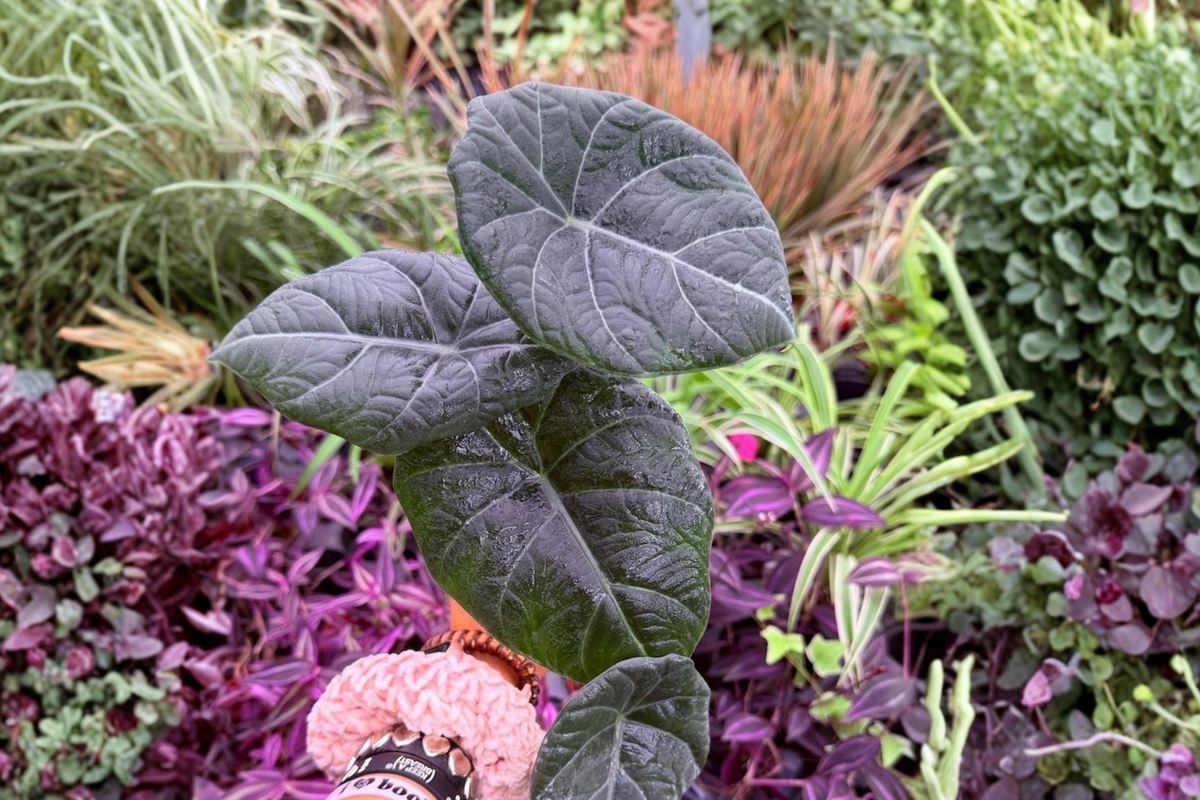 Alocasia Maharani Live Plant - 4-Inch Pot, Exact Plant Potted