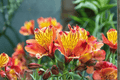 Princess Diana Princess Lily Alstroemeria (Princess Diana) - 1 Gallon Live Plant