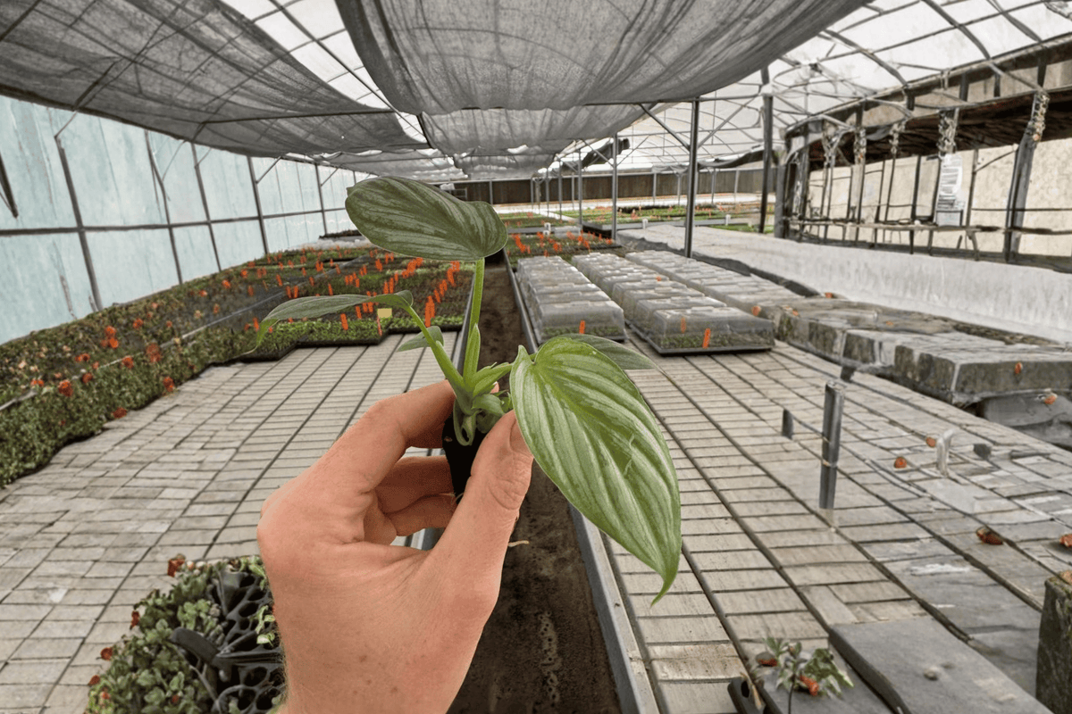 Philodendron pastazanum 'Silver Cloud' Starter Plants - 2 Live Plants