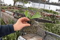 Hoya Jade (Hoya carnosa) Live Starter Plants - 2-Pack, Bare Root, 2-Inch Starter Size
